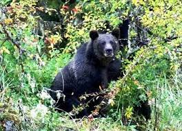 narayanpur, villager injured,bear attack