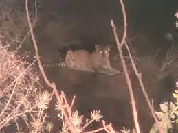 shivpuri, Leopard , Madhav National Park
