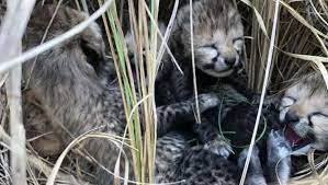 bhopal, Female cheetah,Kuno National Park 