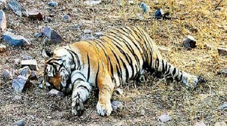  कान्हा नेशनल पार्क