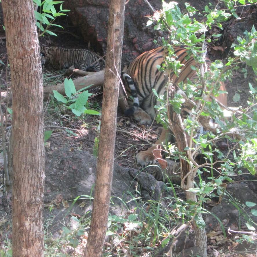 पन्ना टाइगर रिजर्व 