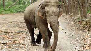 balod, Tusk elephant crushes ,dies