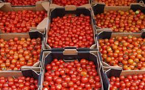 tomato