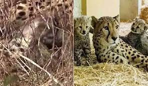 seopur, Namibian Cheetah Jwala, Madhya Pradesh