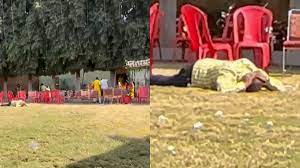 bhopal, Bees attack ,wedding ceremony