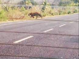 raisen,Tiger roaming ,residential areas