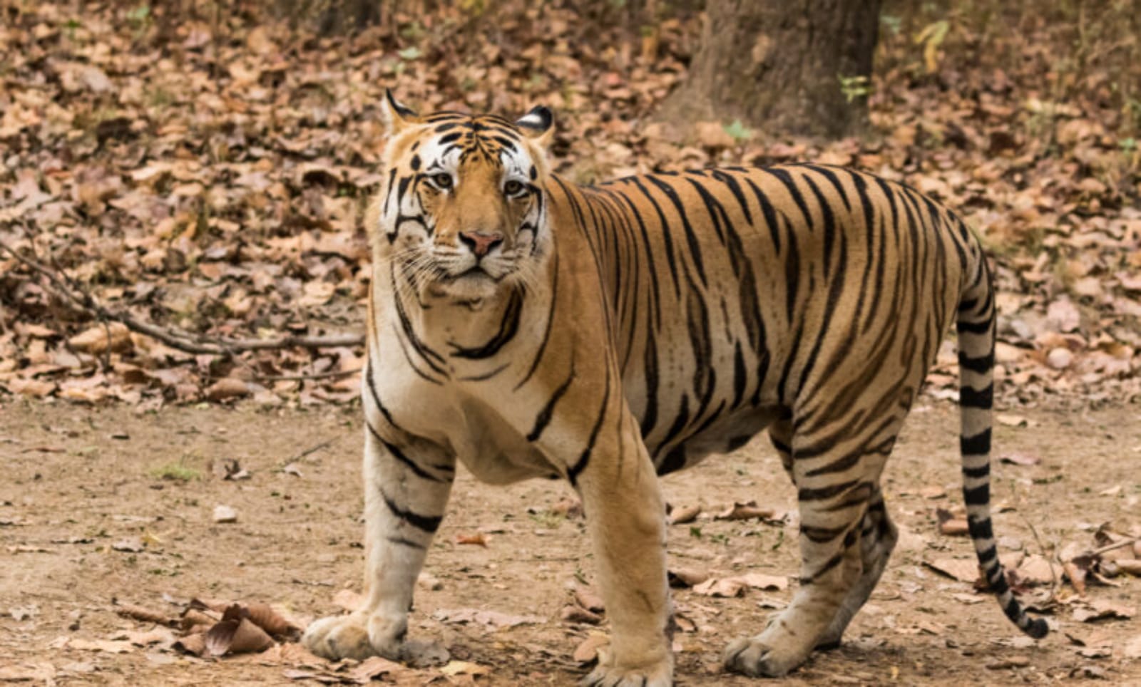 Korba, Tiger knocks 
