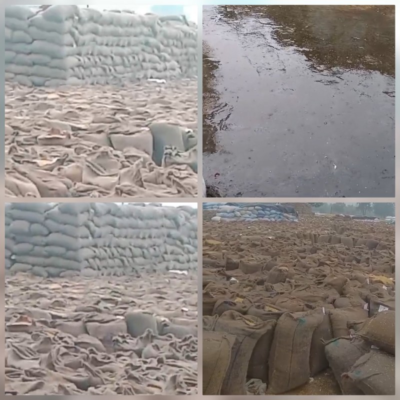 umaria, Thousands of quintals, Mawthe rain