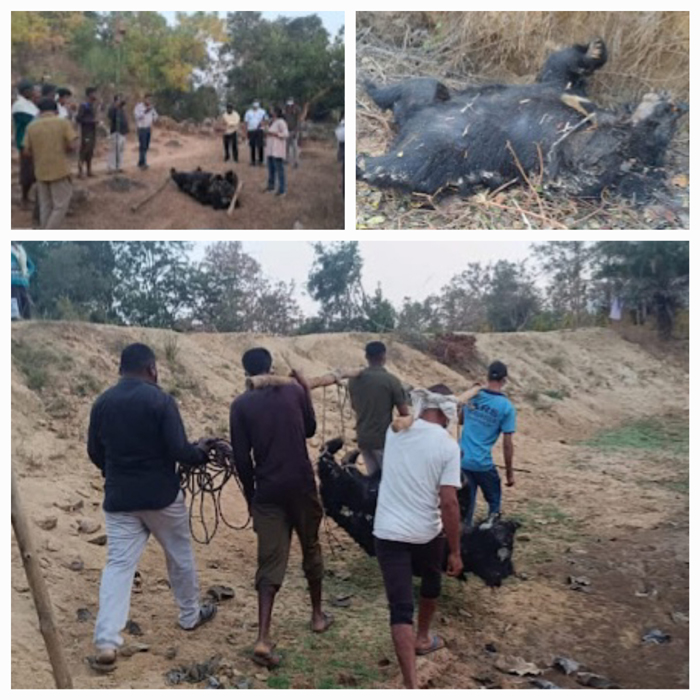 kanker,   man-eating male bear , killed  