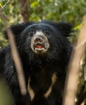 korba,  bear attacked,collect wood
