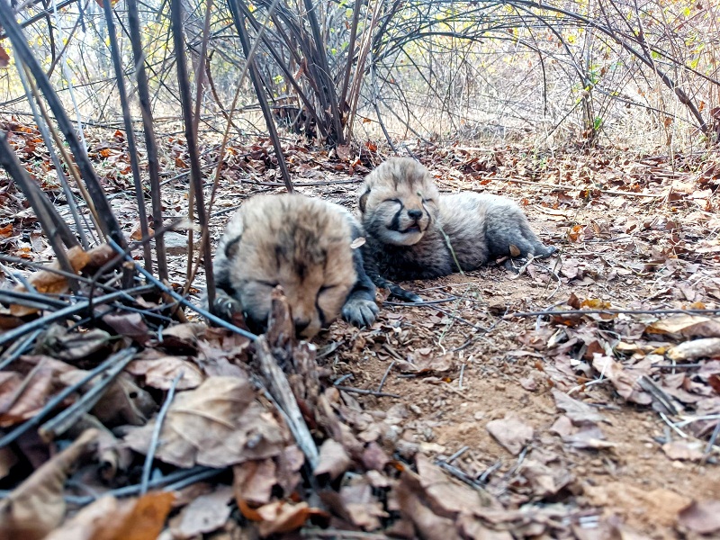 bhopal,  child reverberated, Kuno National Park