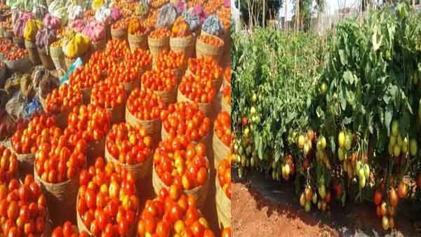 ambikapur, price of tomatoes,   farmers 