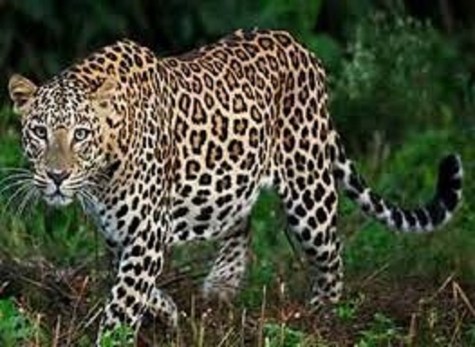 mauganj, Leopard entered, BJP leader 