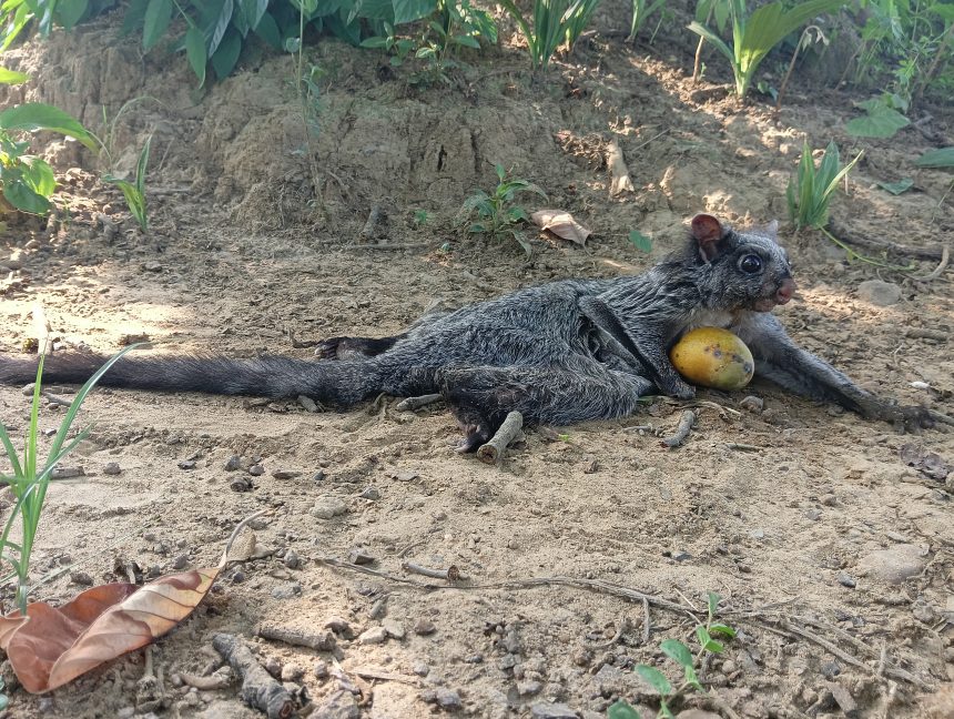 raigarh, Rare wild animal, near farm