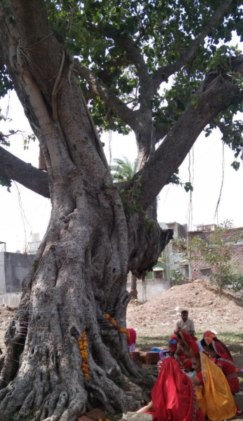 jhabua, Vat Savitri Puja,heavy heat