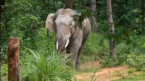 balrampur, Woman dies, elephant attack