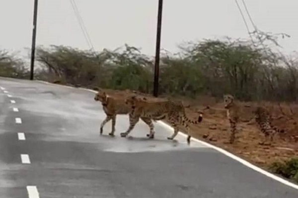 morena,  cheetah family , separate cages