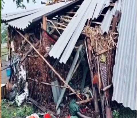 raipur,   wild elephant ,created havoc  