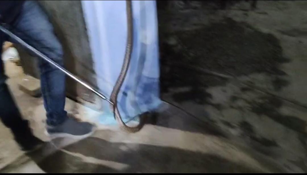 korba, Snake entered, Pantora irrigation colony