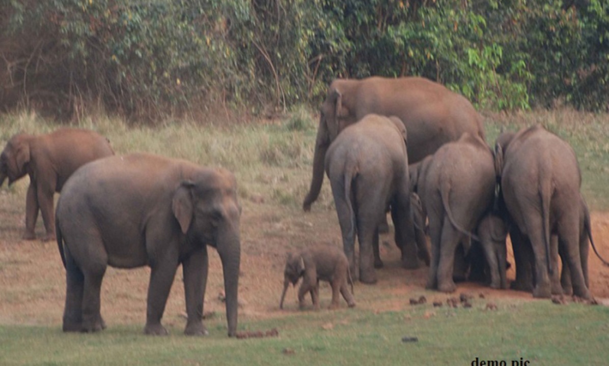 dhamtari, New elephant arrives, Dhamtari forest