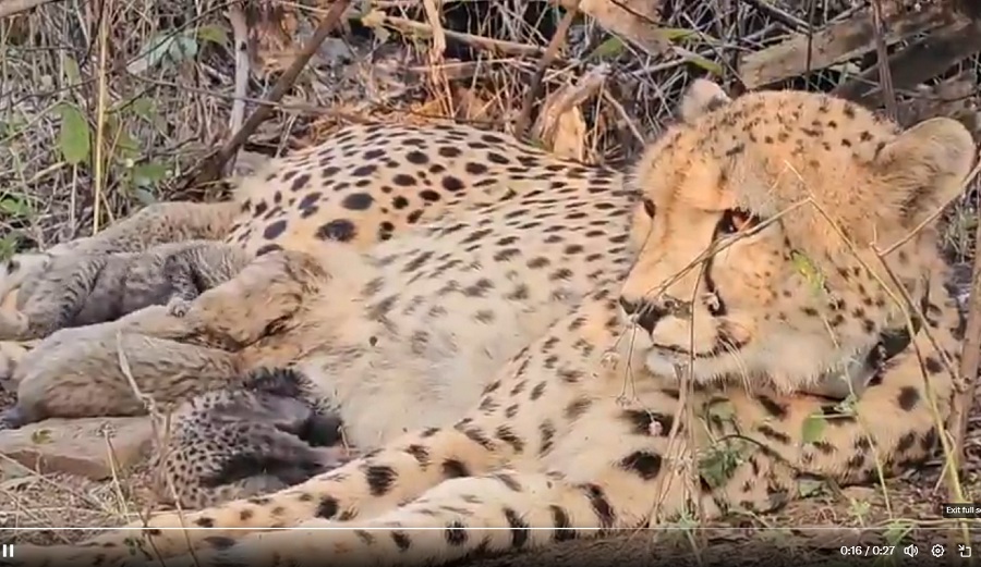 seopur, Cheetah 