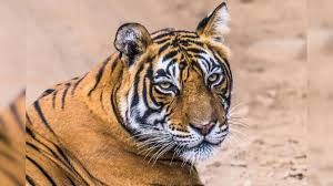 Tiger ,population ,doubles,  Chhattisgarh