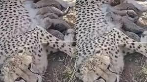Good news in Kuno National Park: Female cheetah Jwala becomes mother, gives birth to five cubs