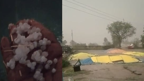 Bhopal , Rain , hailstorm wreak ,havoc , Madhya Pradesh, damages crops 