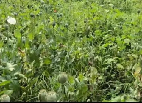 Poppy crop was growing among vegetables, police made a big revelation