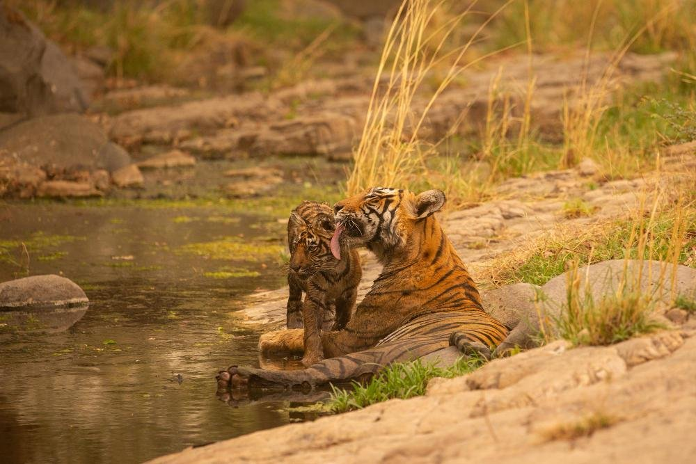 Bhopal ,Madhya Pradesh,  wildlife, vacant, forest department