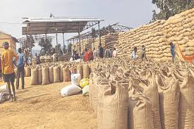 Major scam, paddy procurement, centre, 919 quintals, paddy missing, loss Rs 28.51 lakh
