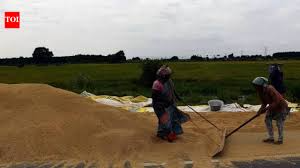 Major scam, paddy procurement, centre, 919 quintals, paddy missing, loss Rs 28.51 lakh