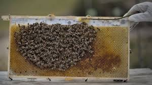 Beekeeping, changing, income, employment ,Chhattisgarh, farmers