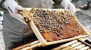Beekeeping, changing, income, employment ,Chhattisgarh, farmers