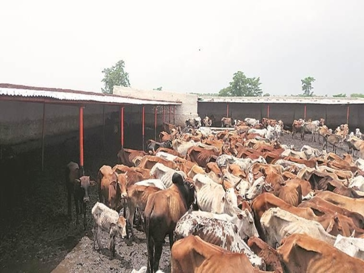  High Court , action ,cow shelter chaos: Demands explanation , cramming 205 cows
