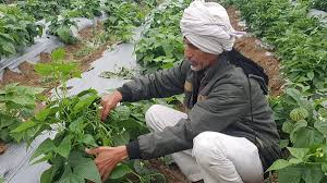 village , MP, agricultural landscape; modern technology