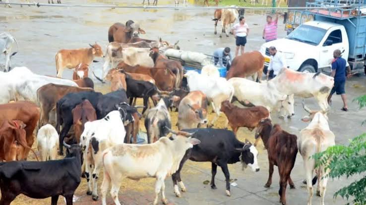  Supreme Court,  Madras High Court order , cow slaughter ban