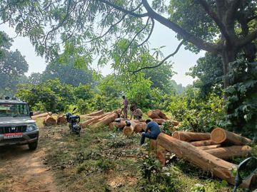 Large consignment ,  Khair wood seized , Raipur,  smuggling network
