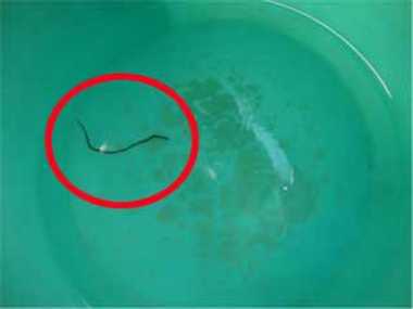  Worm-infested water , Satna, contaminated water supply.
