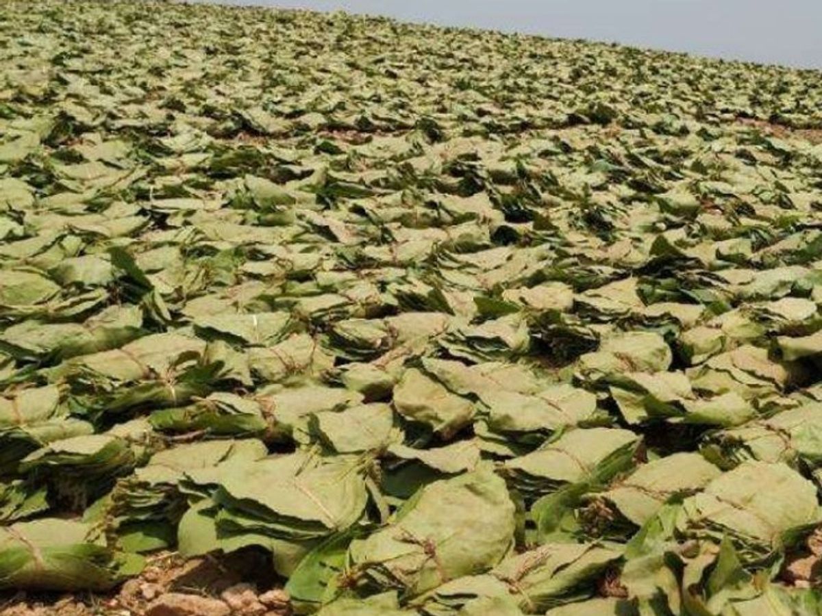 Tendu Leaf , approval granted, cover ₹300 crore loss.