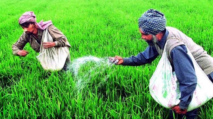 Farmers struggling , fertilizer despite record supply, urea