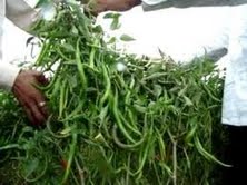 मिर्ची  से जिन्दगी में आई मिठास