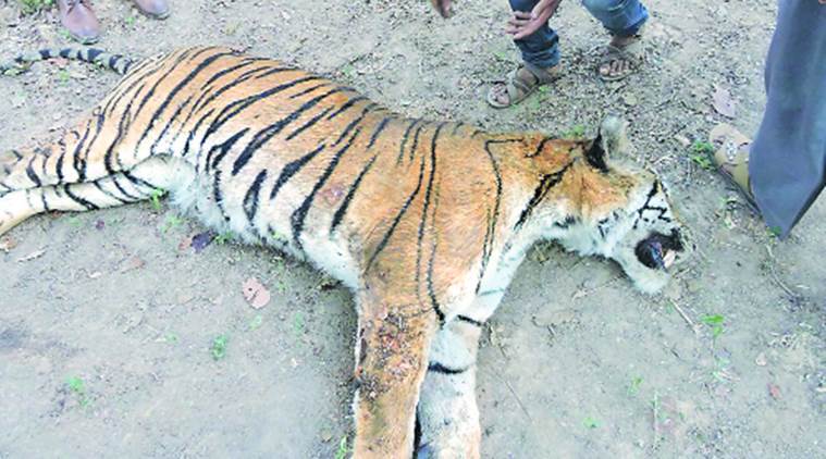  TIGER DIED