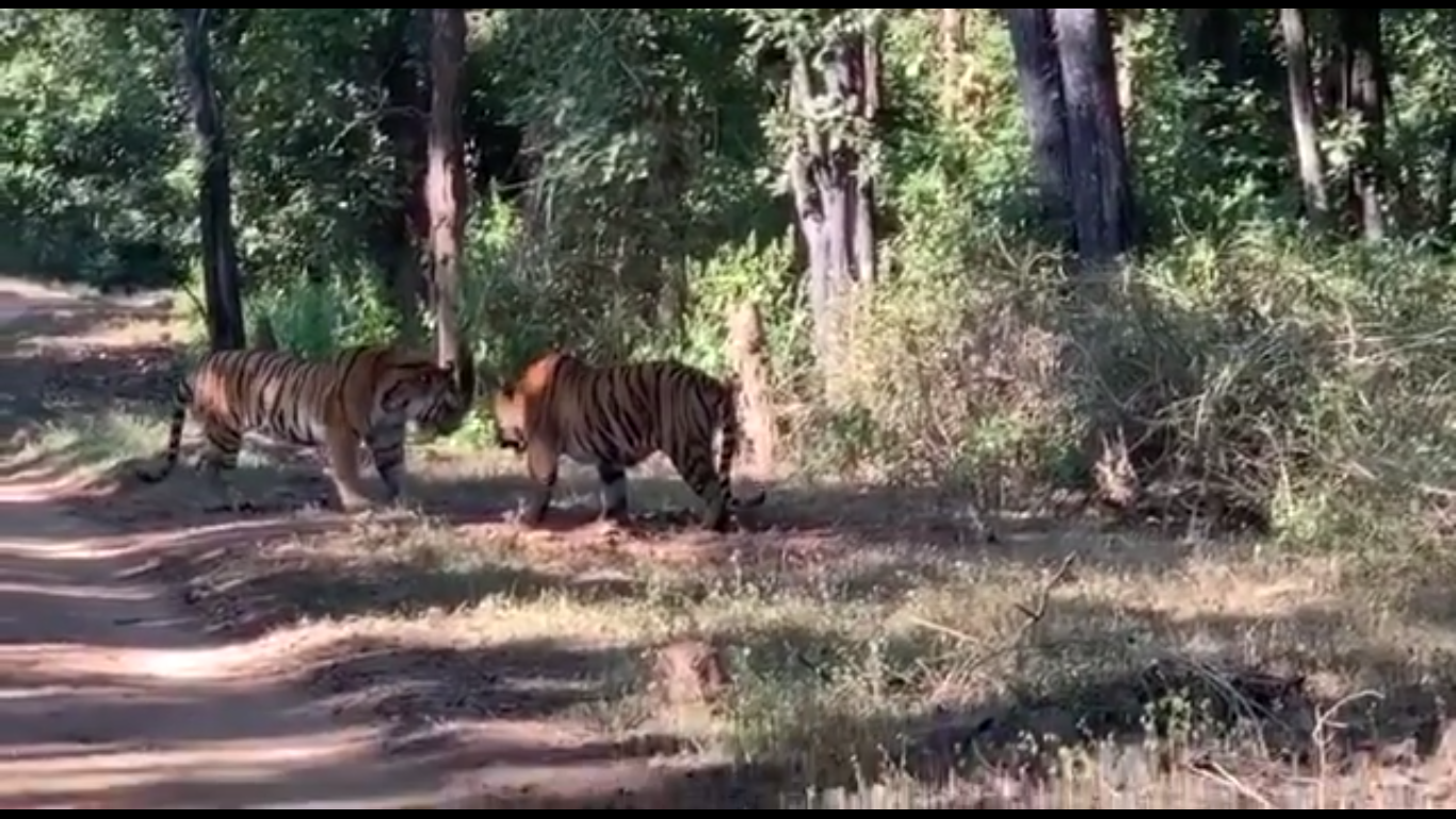  TIGER FIGHT
