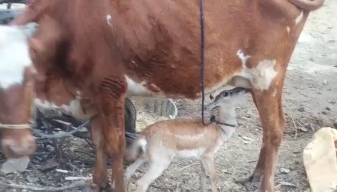  Cow deer