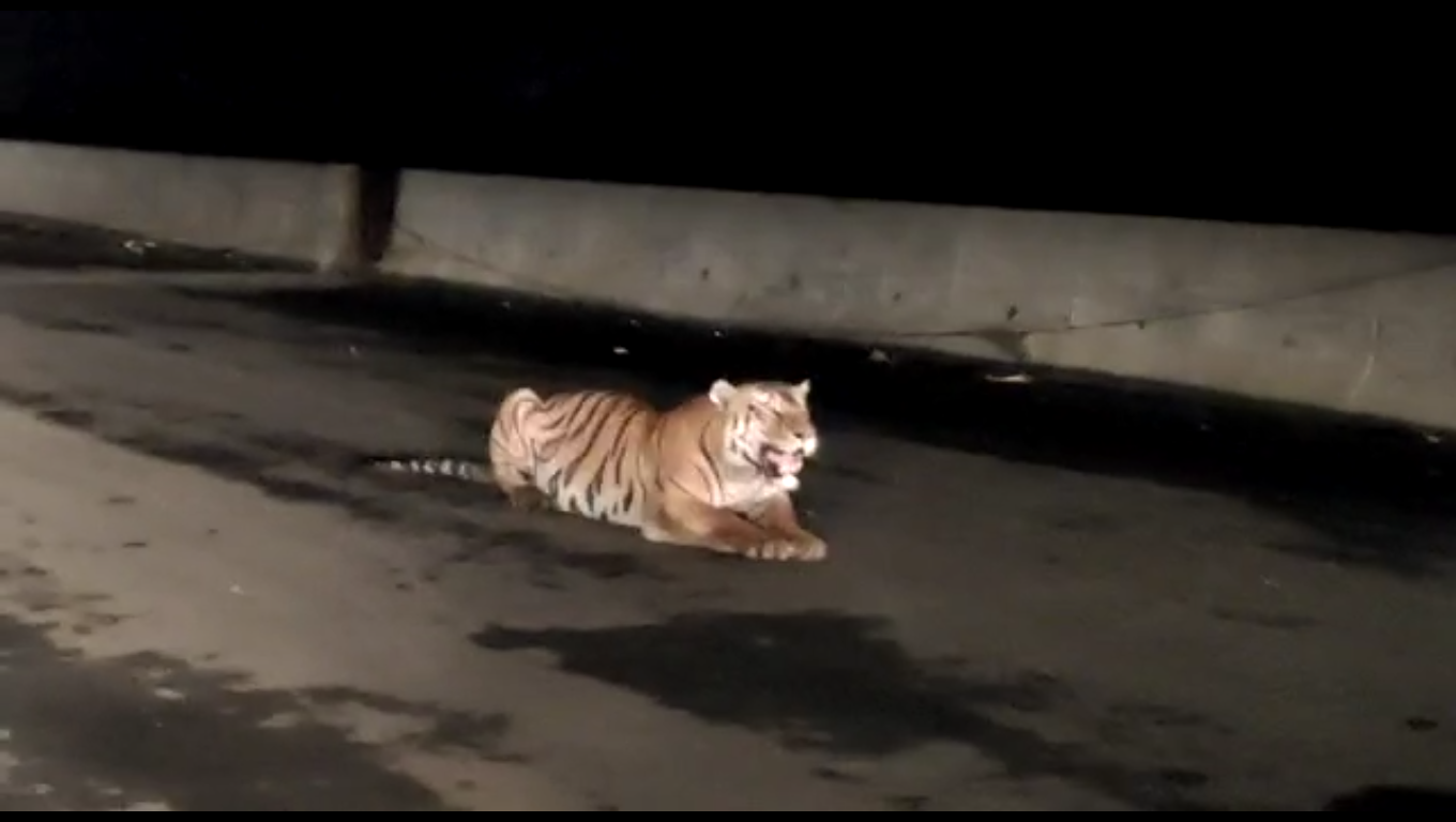  Tiger appeared on the road