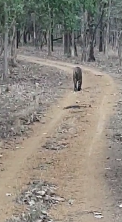  Satpura Tiger