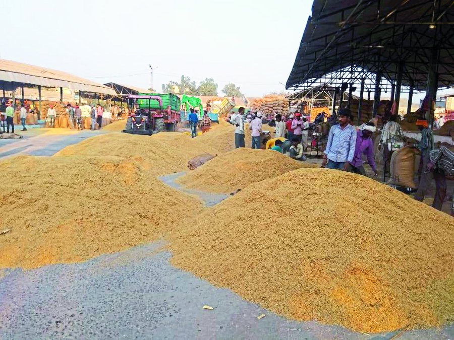   Fortune rice