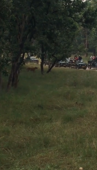 tigress caught on camera