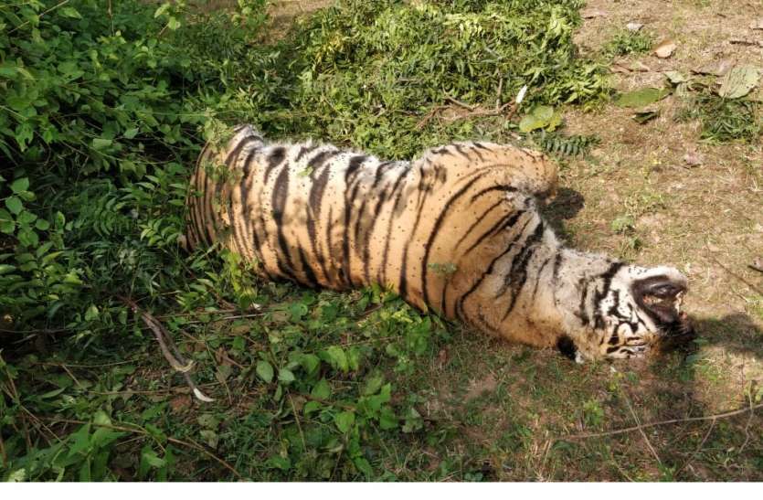  fight for supremacy tiger death
